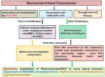 Emerging evidence of seed transmission of begomoviruses: implications in global circulation and disease outbreak